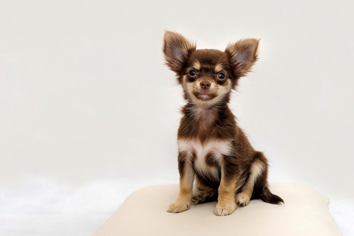 9 Fun Facts You Didn’t Know About Chihuahuas