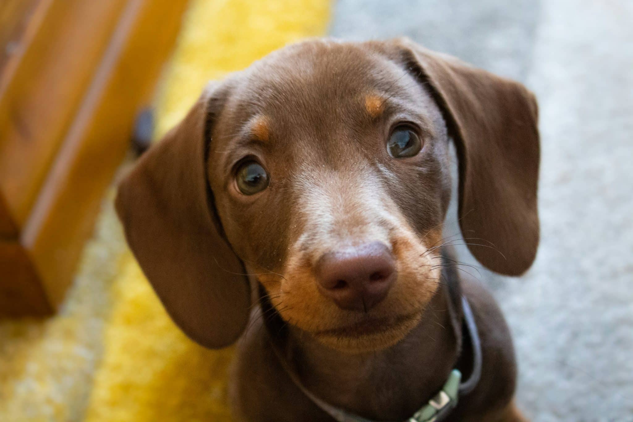 The Top 9 Foods To Boost Your Dog’s Eye Health