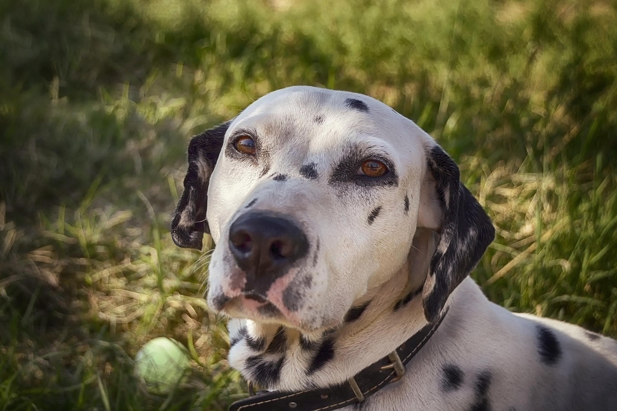 Dalmatian dog