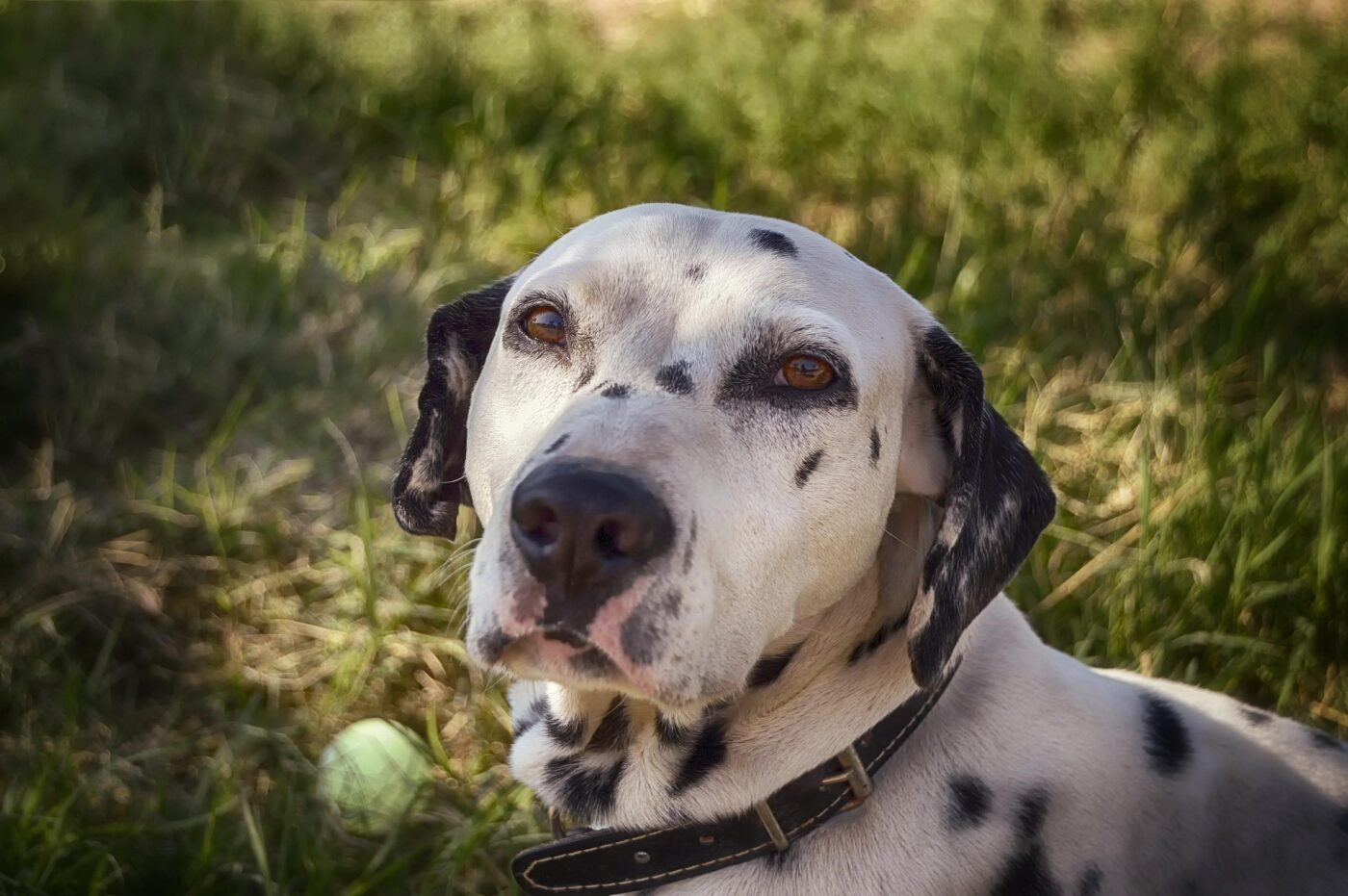 Dalmatian dog