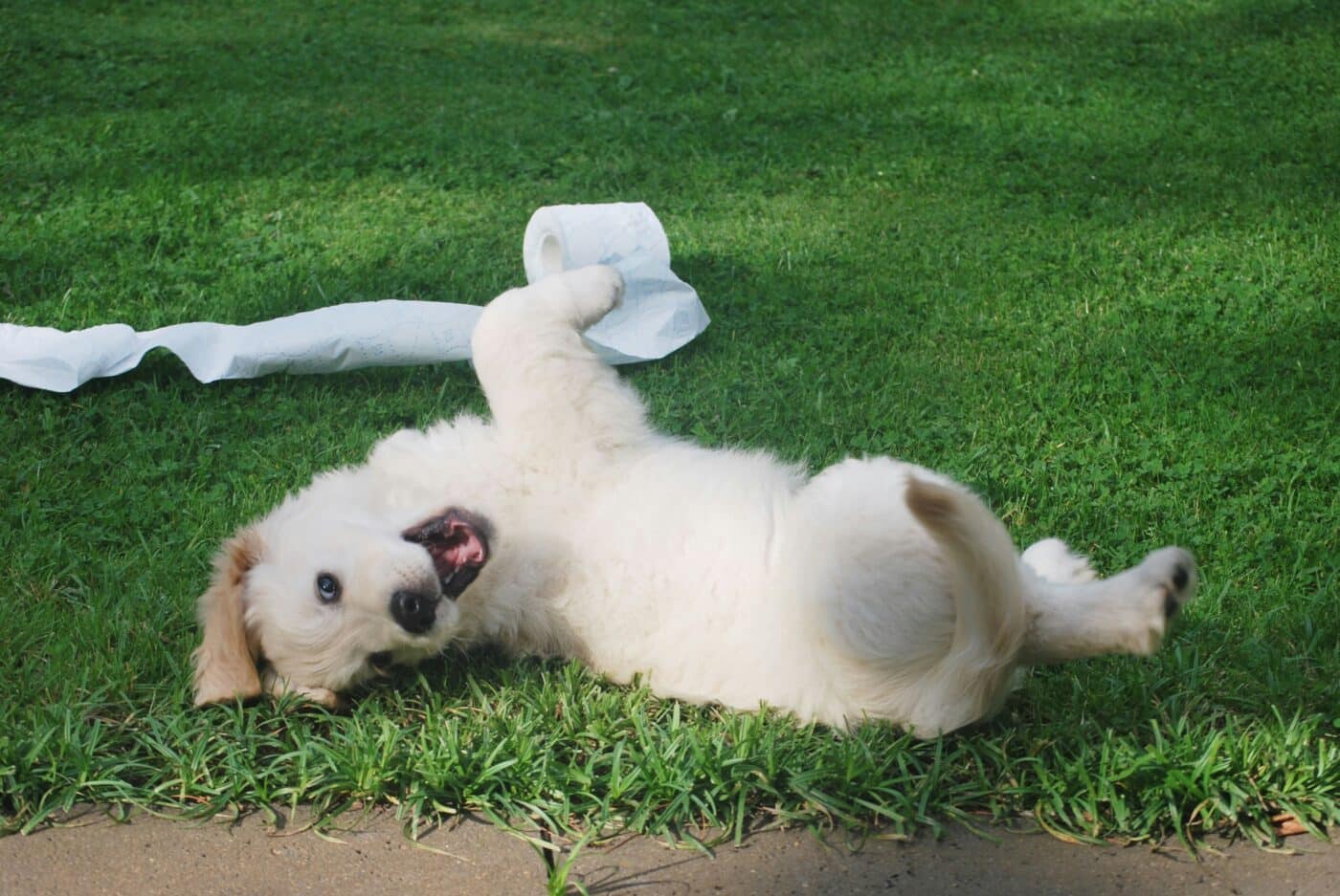 puppy on the grass
