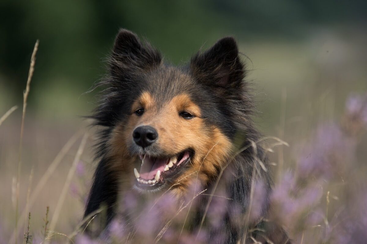 10 Things Every Sheltie Owner Needs in Their Home thumbnail