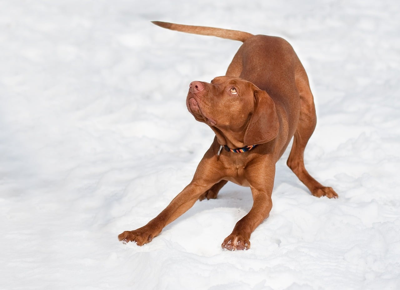 Vizsla dog