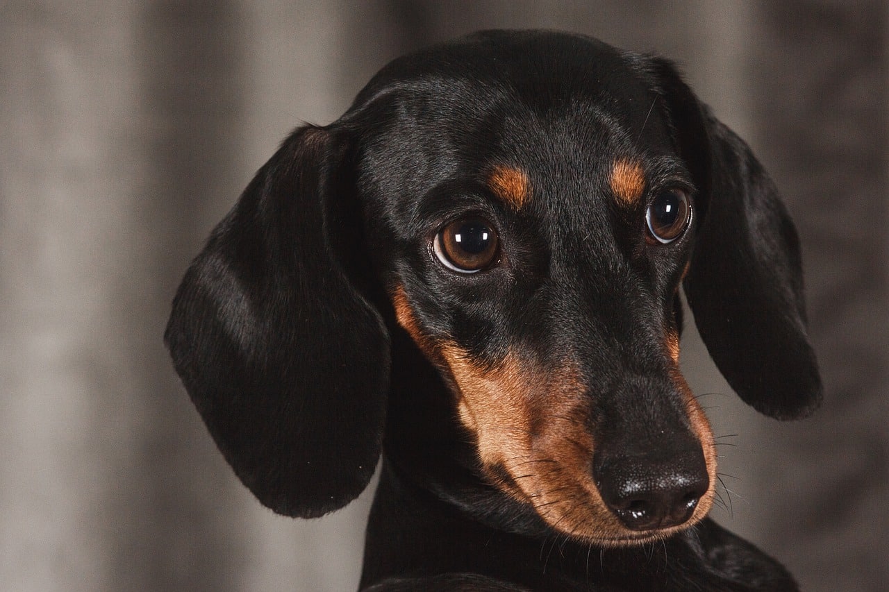 Dachshund dog