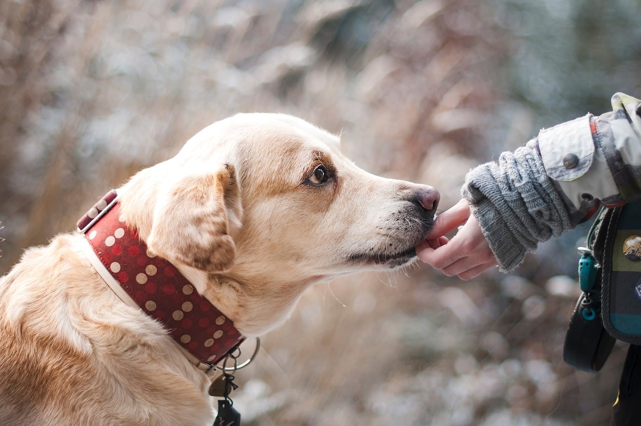 Labrador dog