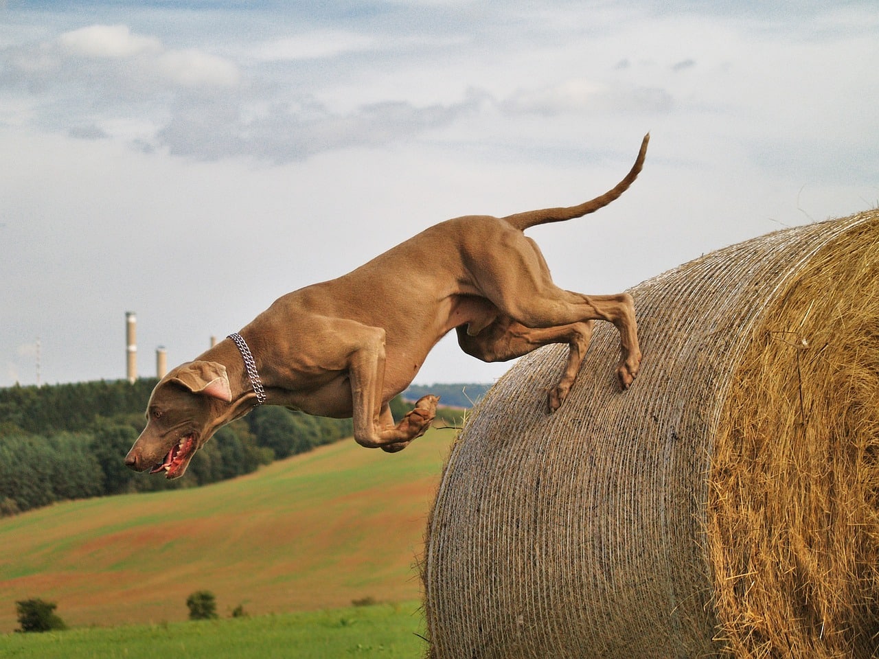 Weimaraner