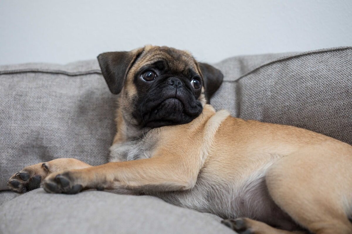 19 Dog Breeds Who Are The Biggest Bed Hogs