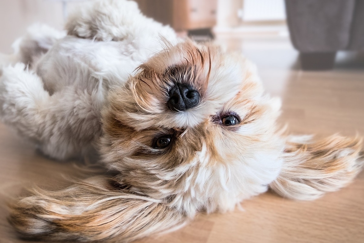 Dog in a house