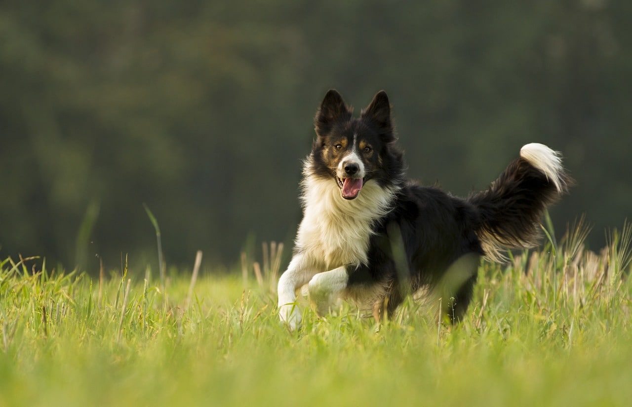 Border Collie