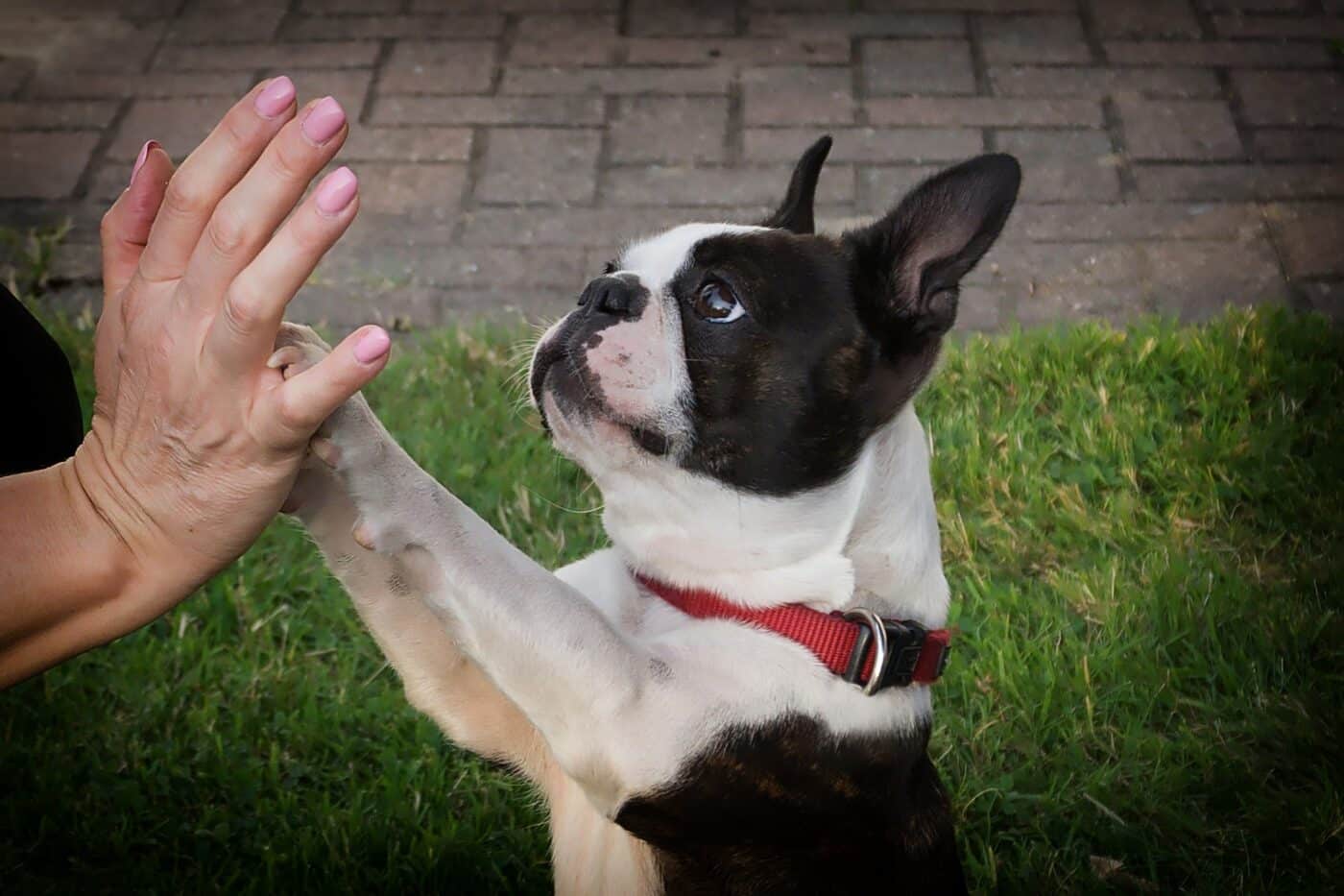 Boston Terrier Dog