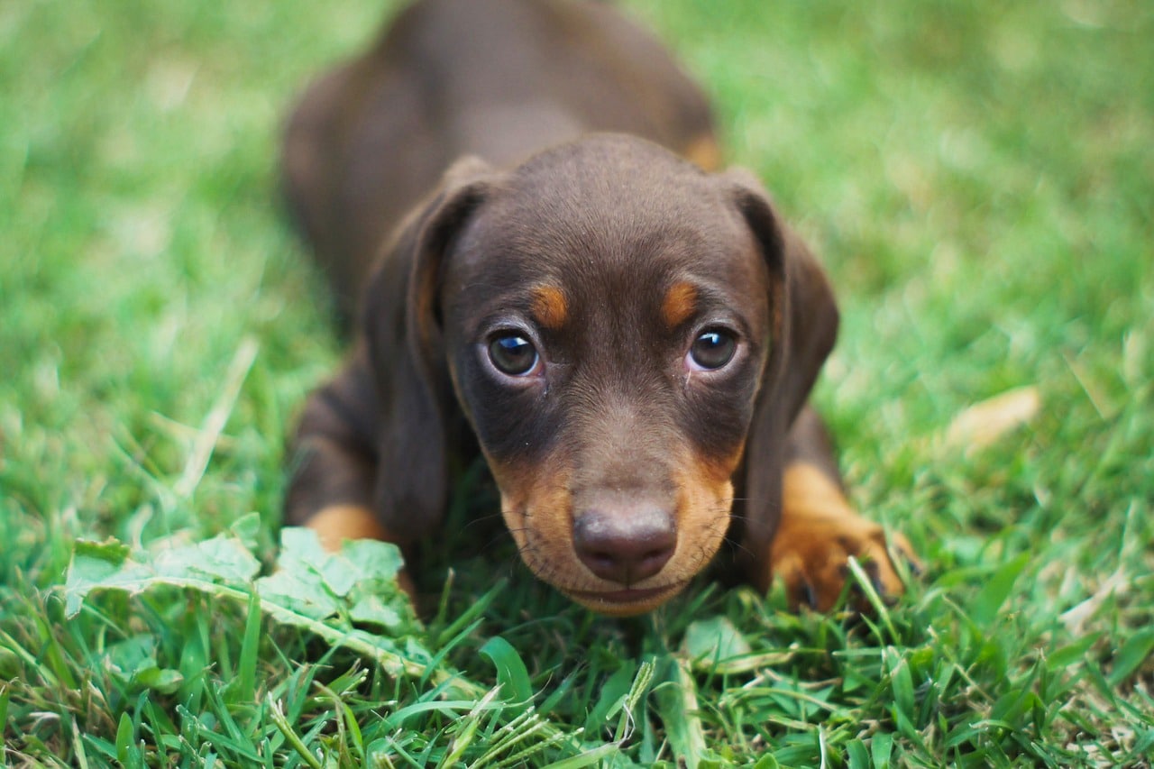 Miniature Dachshund, small dog