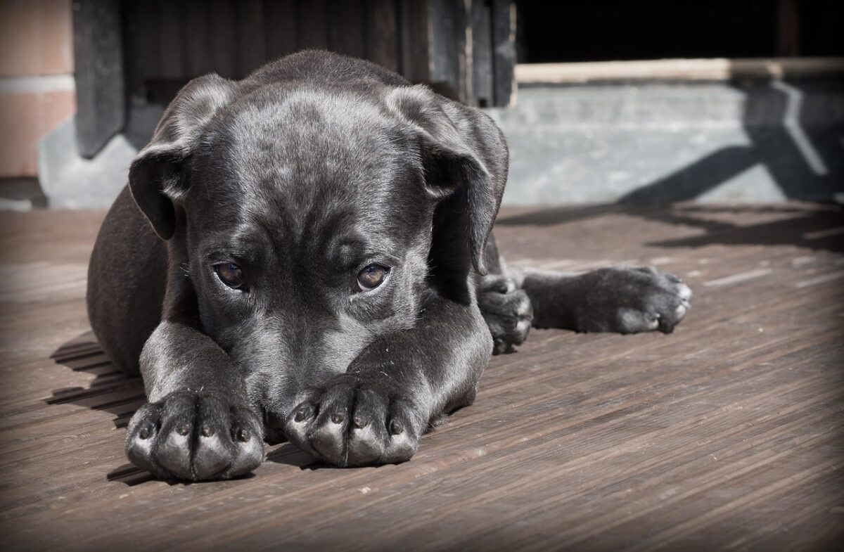 10 Signs Your Dog Is Depressed