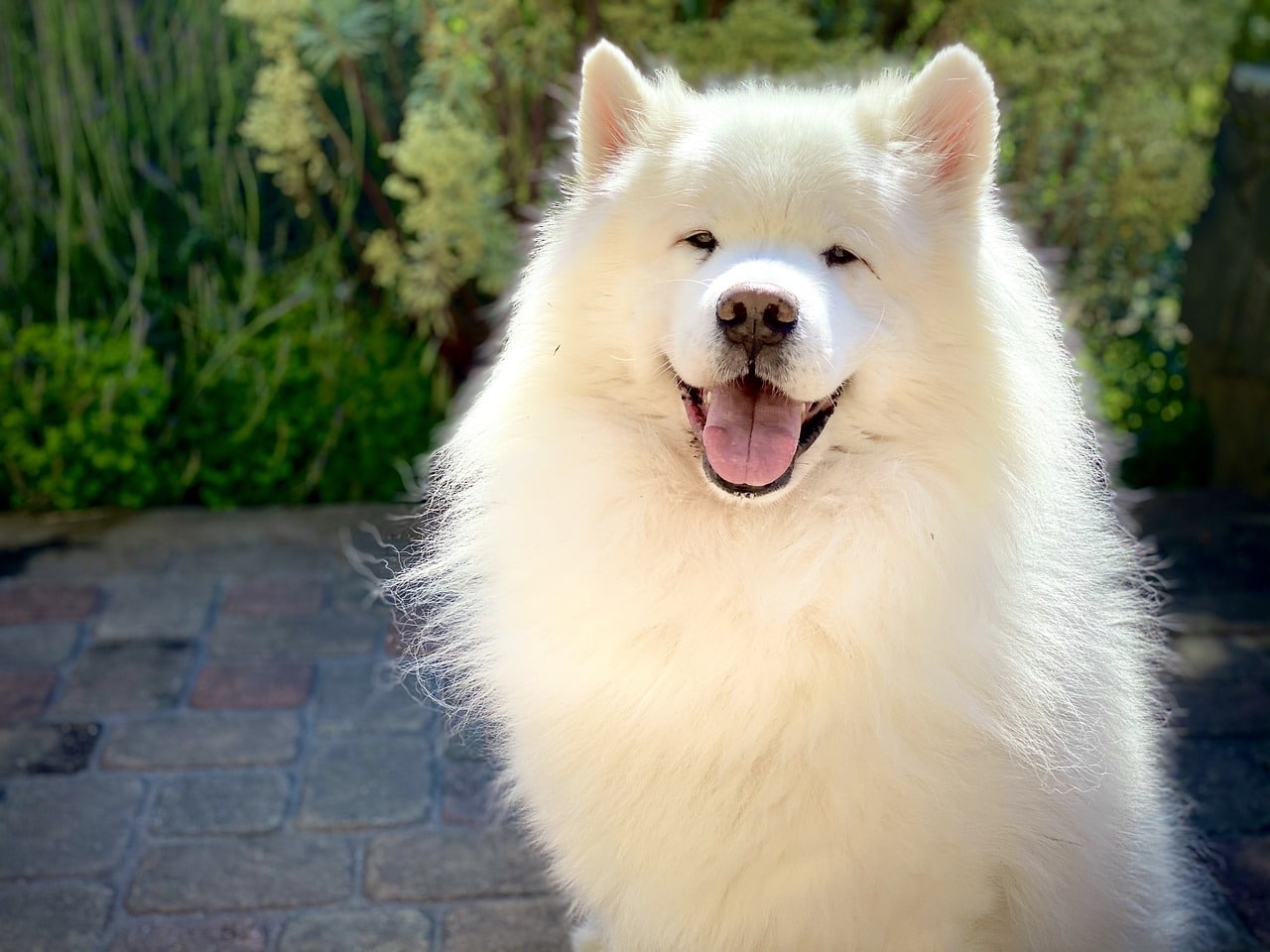 Samoyed dog