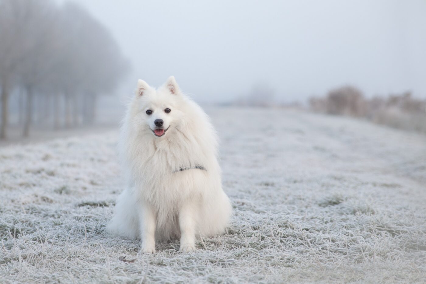 Keeshond dog