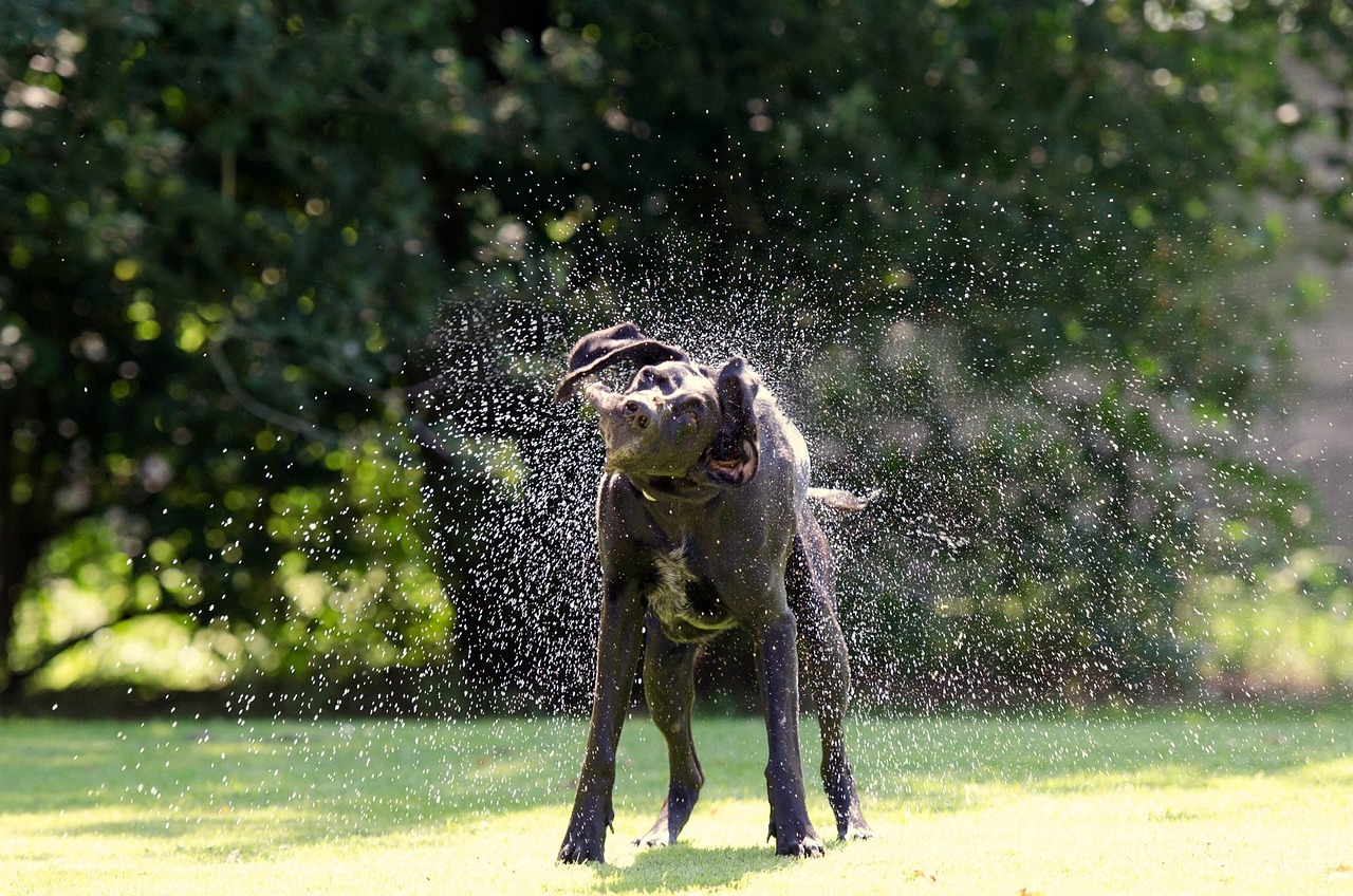 German Shorthaired Pointer
