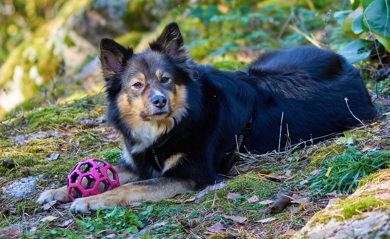 Finnish Lapphund