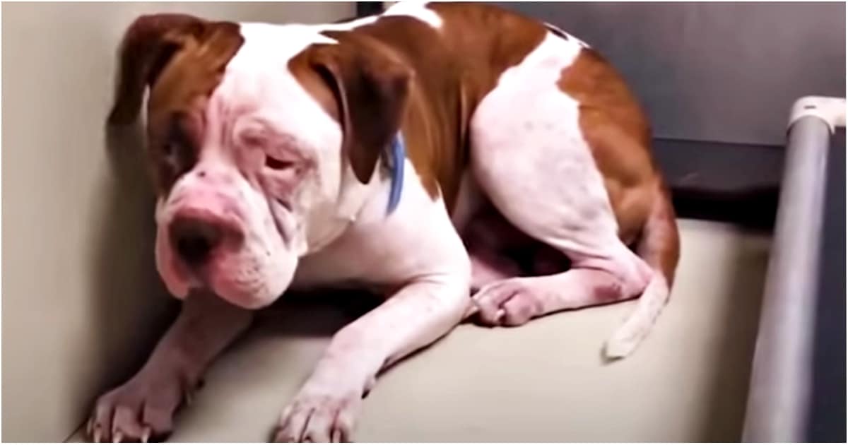 ‘Shaking’ Pit Bull Wouldn’t Leave A Shelter Corner But Then ‘Heard Voice’ And Inched Forward