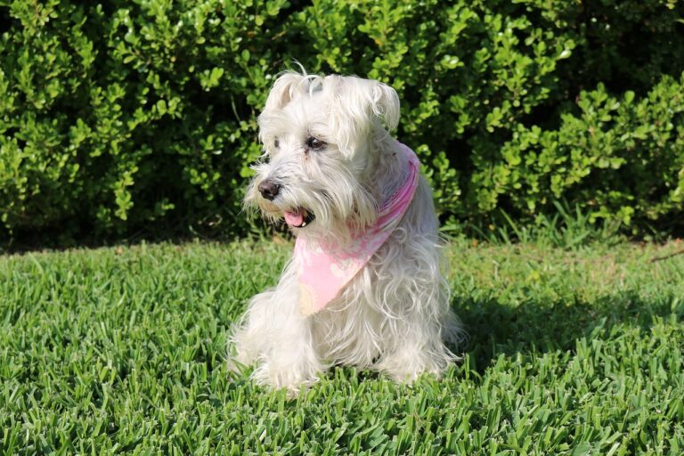 Curated visual reference: Picture Idea: 15 Dog Breeds Least Likely To Suffer From Skin Allergies