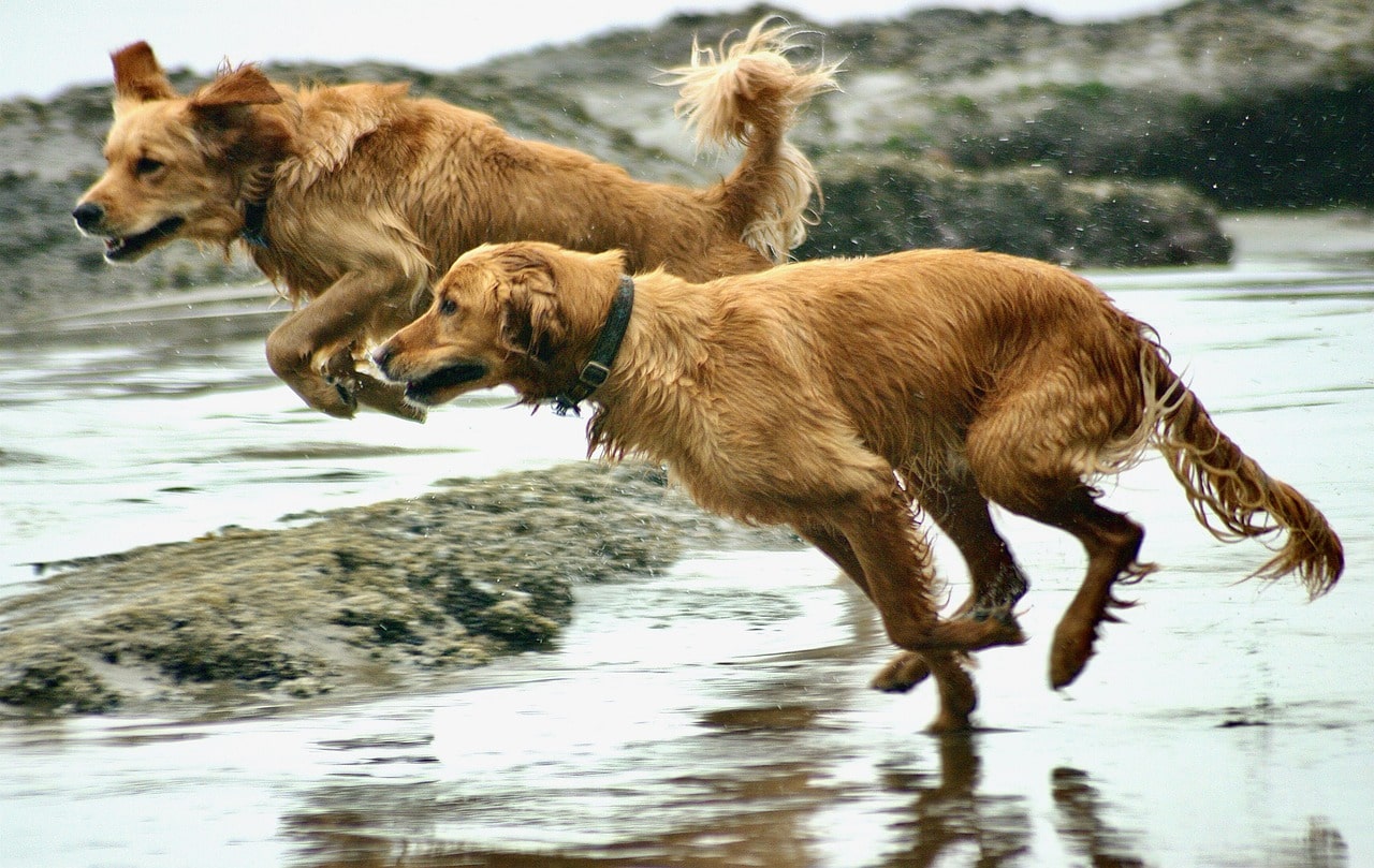 Golden retriever dogs