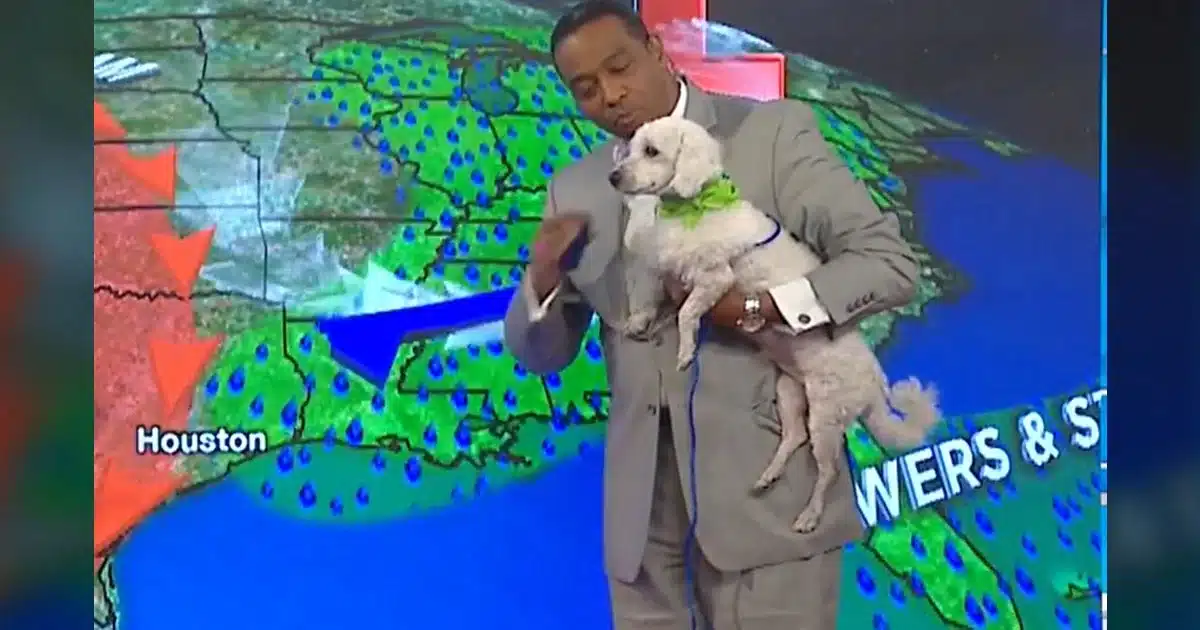 Adoptable Dog ‘Crashes’ Weatherman’s Show and Quickly Steals The Spotlight.