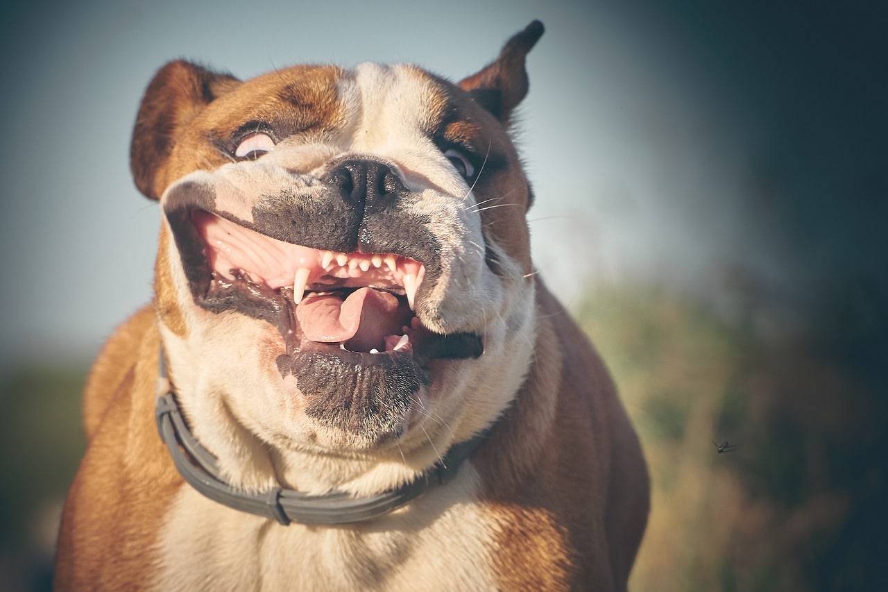 English Bulldog