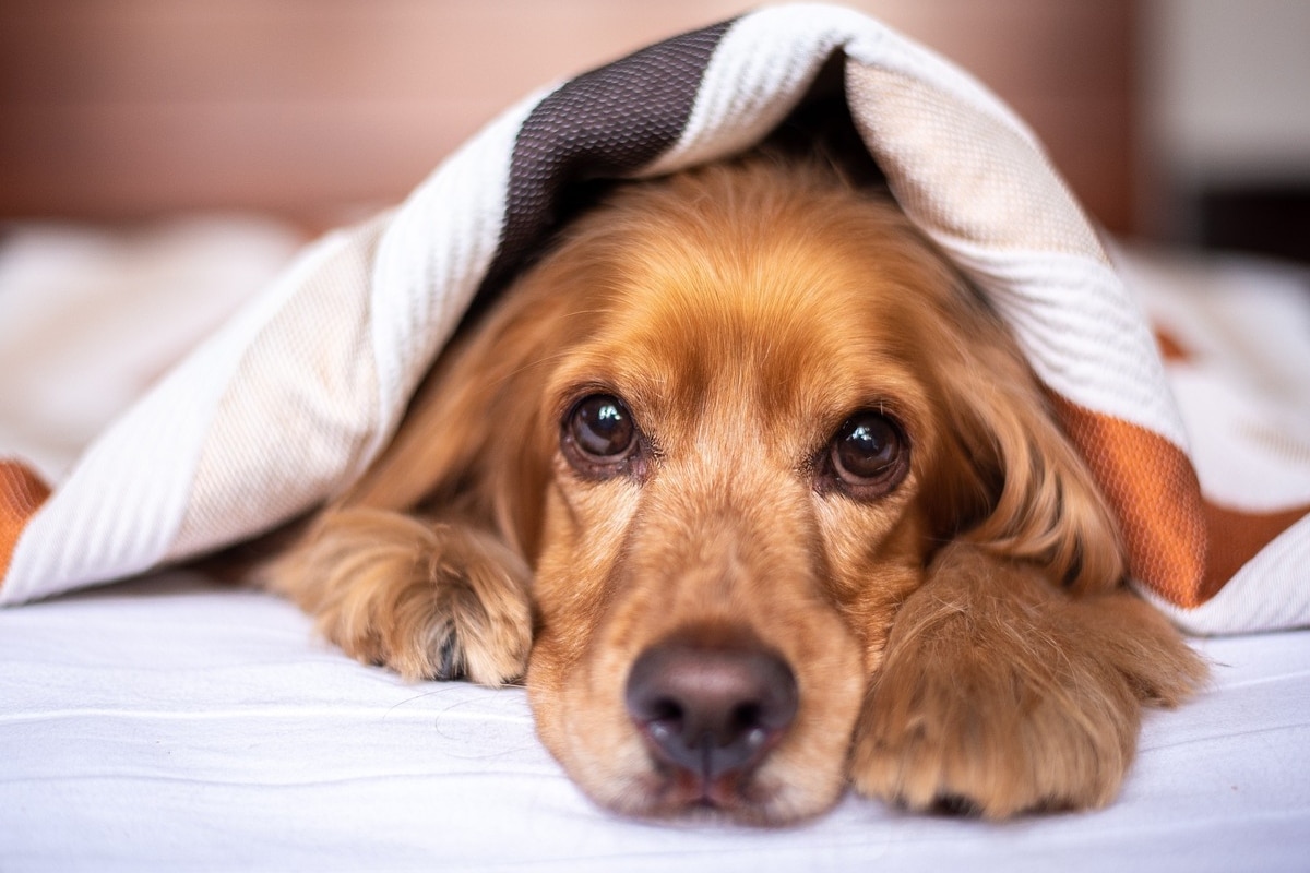 English Cocker Spaniel