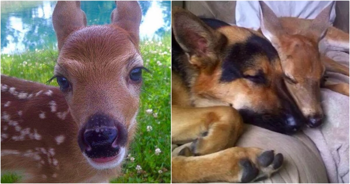 Dog Raises Injured Fawn, Must Say Goodbye When He Returns To Wild