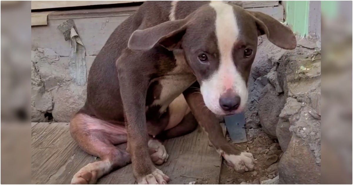 Pet Cowered In Construction Fragments, Did not Suppose She’d To find Kindness