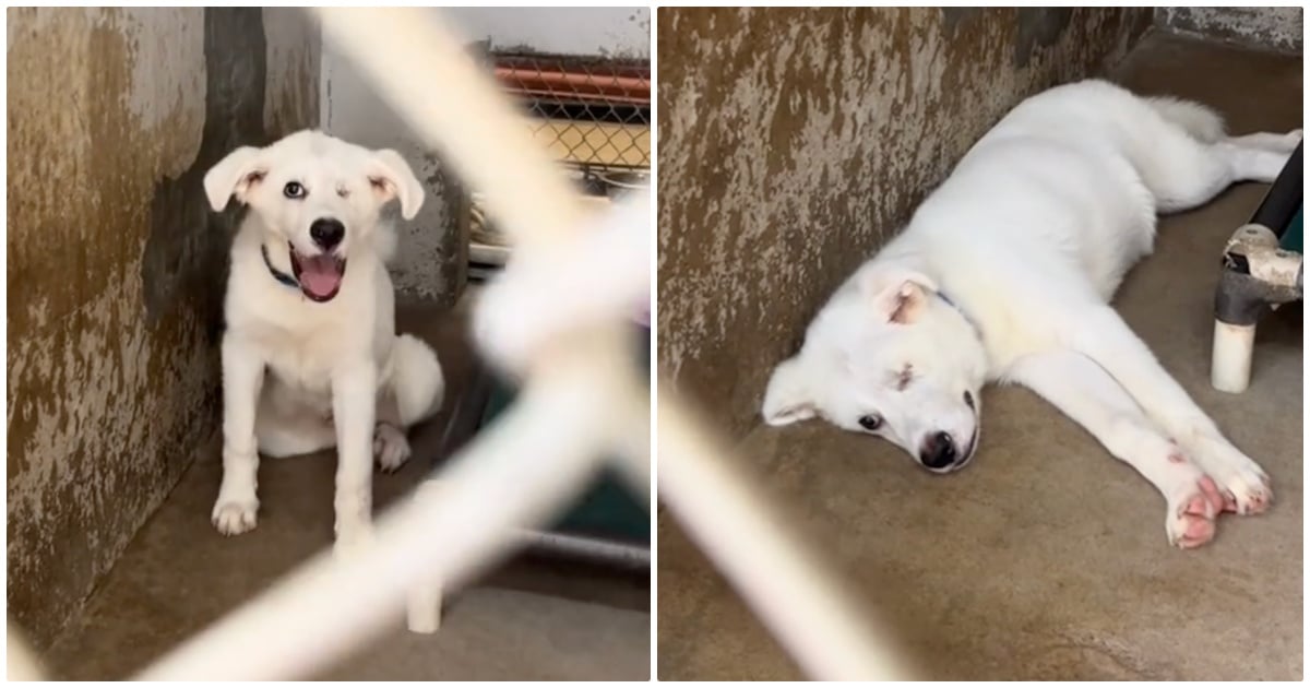 Puppy Entered Shelter With Big Smile, 432 Days Later And That Smile Is Gone