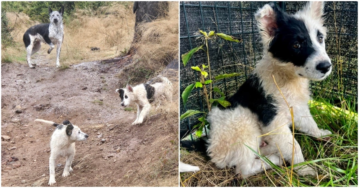 Rescuers Turn Onto Logging Road And Find Dog Family Shivering In The Rain