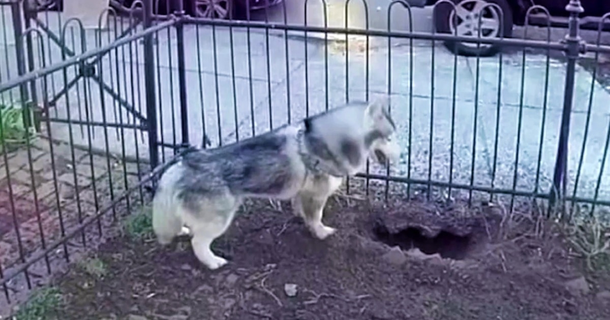 Husky’s Digging Saves Neighborhood From Life-Threatening Explosion thumbnail