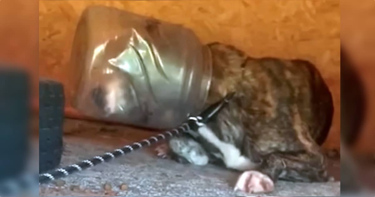 Dog With Jar Stuck On His Head Fears He’ll Never Eat Again thumbnail