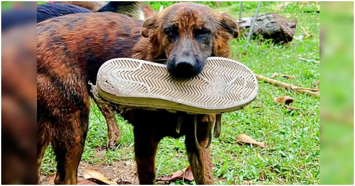 Street Dog Brings Man A New Gift Each Day To Thank Him For His Kindness