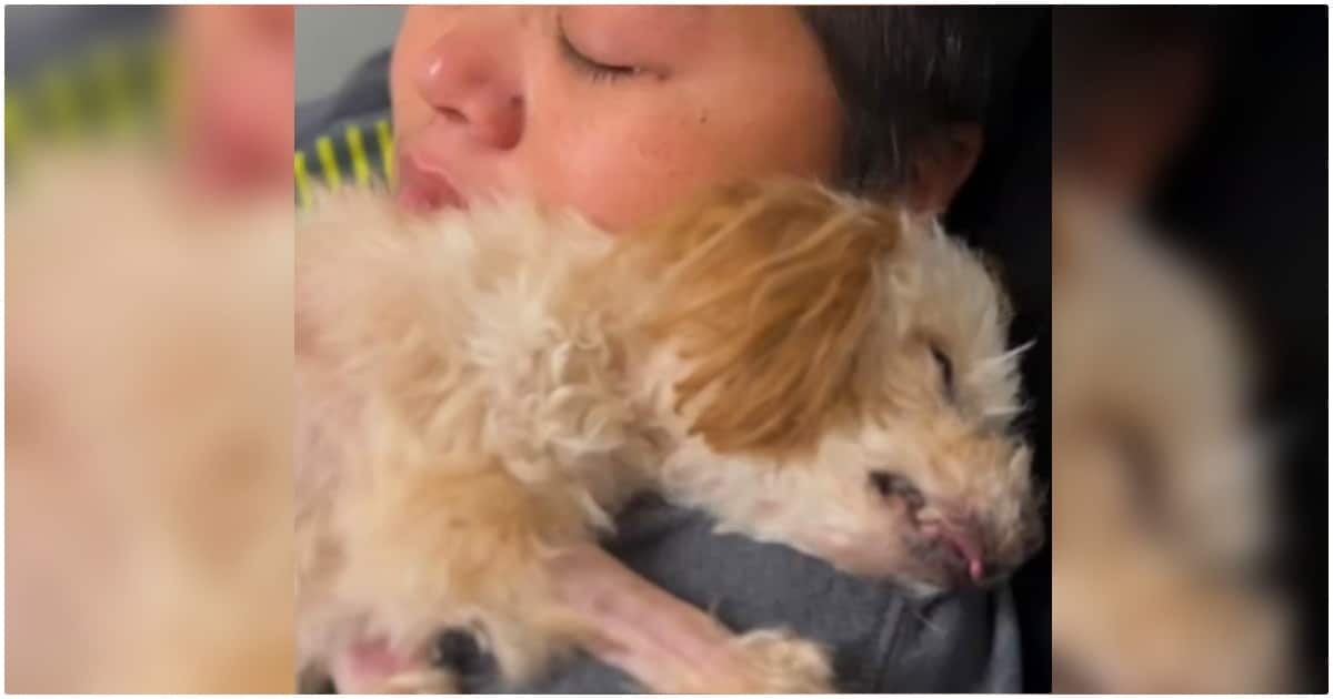 Woman Gives Dying Dog Her Final Hug And She Springs Back To Life