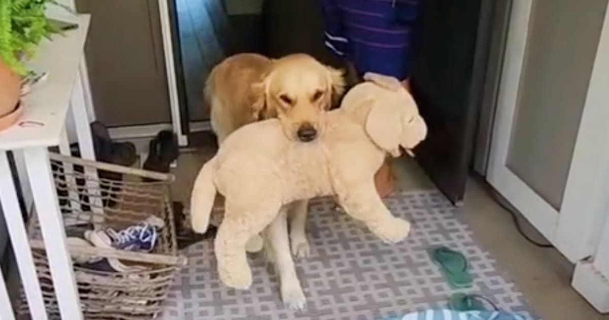 Dog Inseparable From His Stuffed Puppy, Drops It For ‘Real Life’ Version