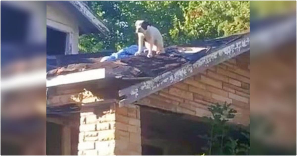 Dog Perched On Roof Of Her Old House Asking For Kindness From People Below