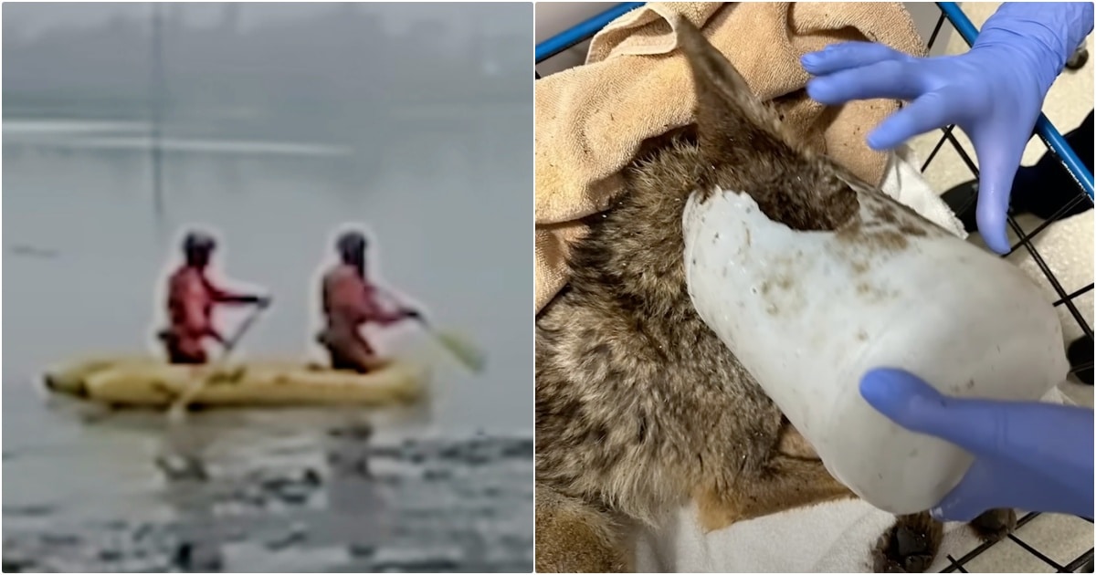 Men Paddle Out To Save Dog But Once Bucket’s Removed, He Isn’t Who He Seemed