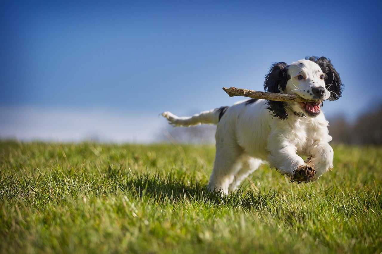 Dog playing