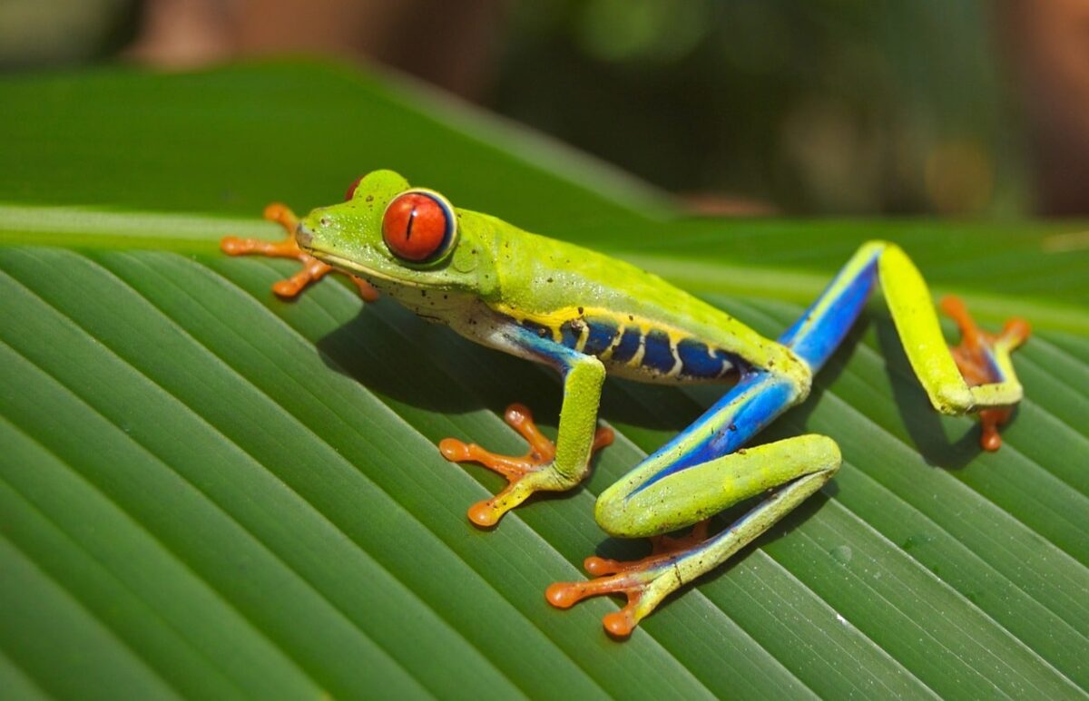 30 Most Uncommon Rainforest Animals