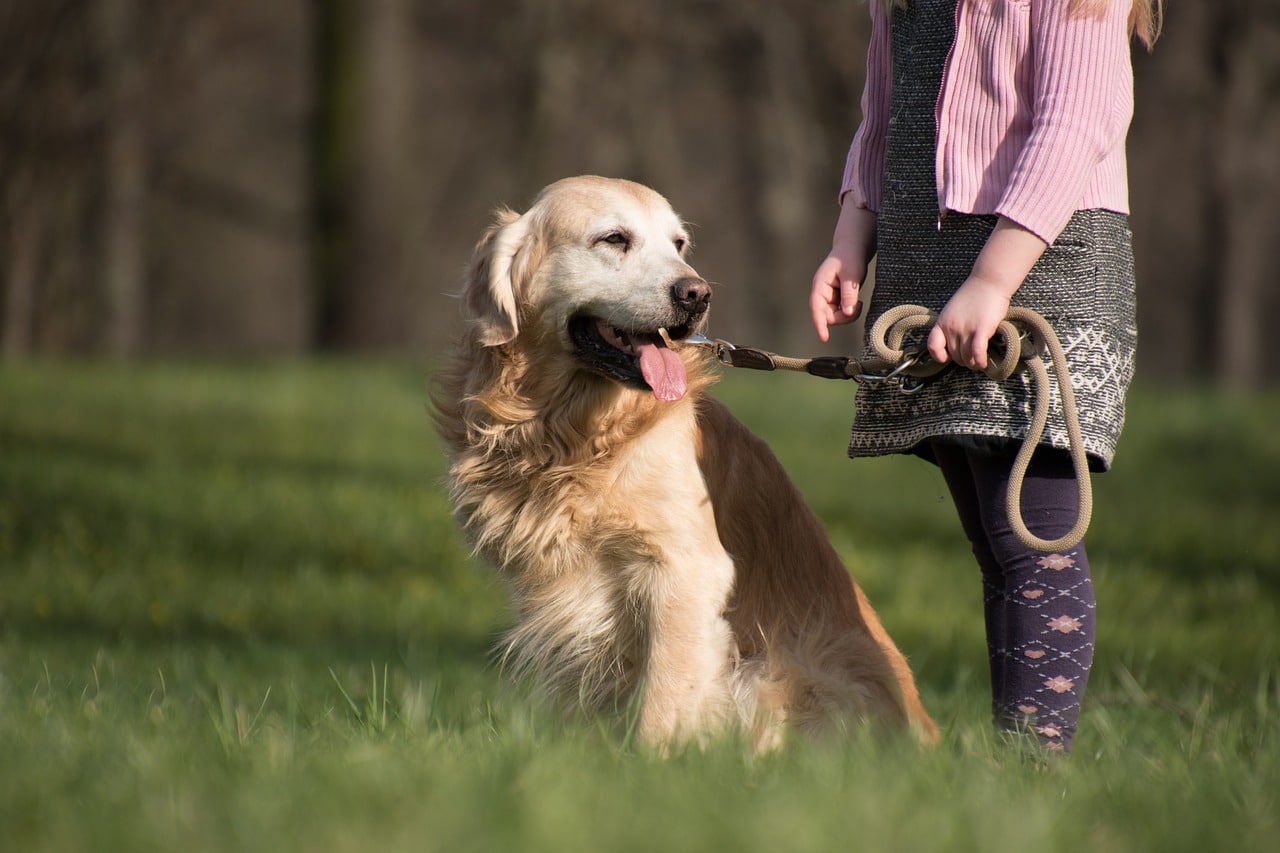 Golden Retriever