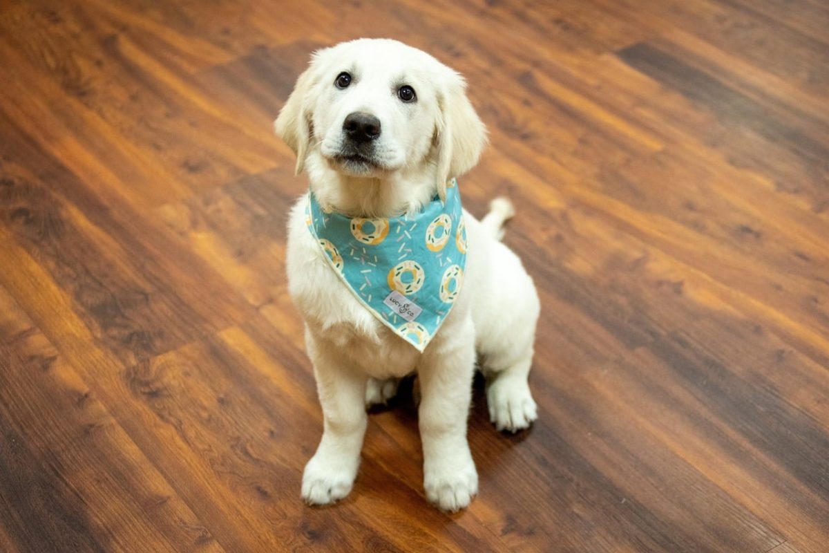 A loving dog gazes toward an open door, capturing the warmth and loyalty of clingy breeds.