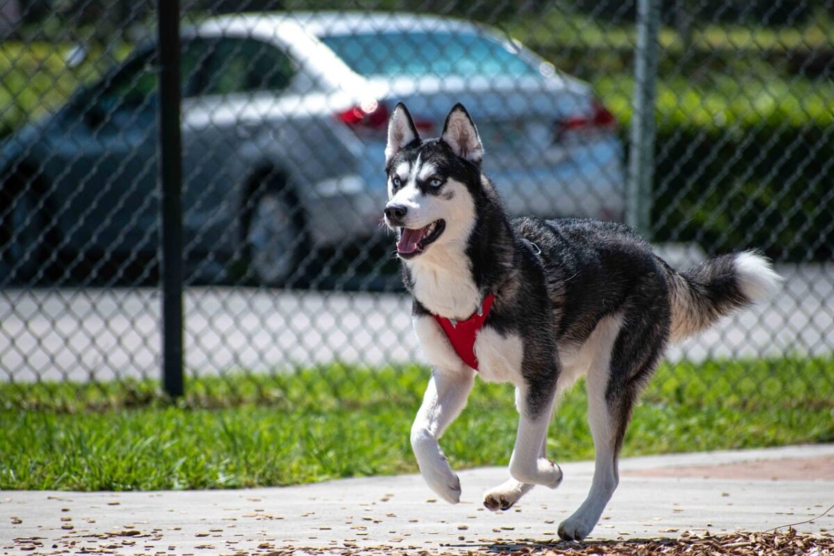 13 Most Energetic Dog Breeds: We Countdown The Canines That Never Tire