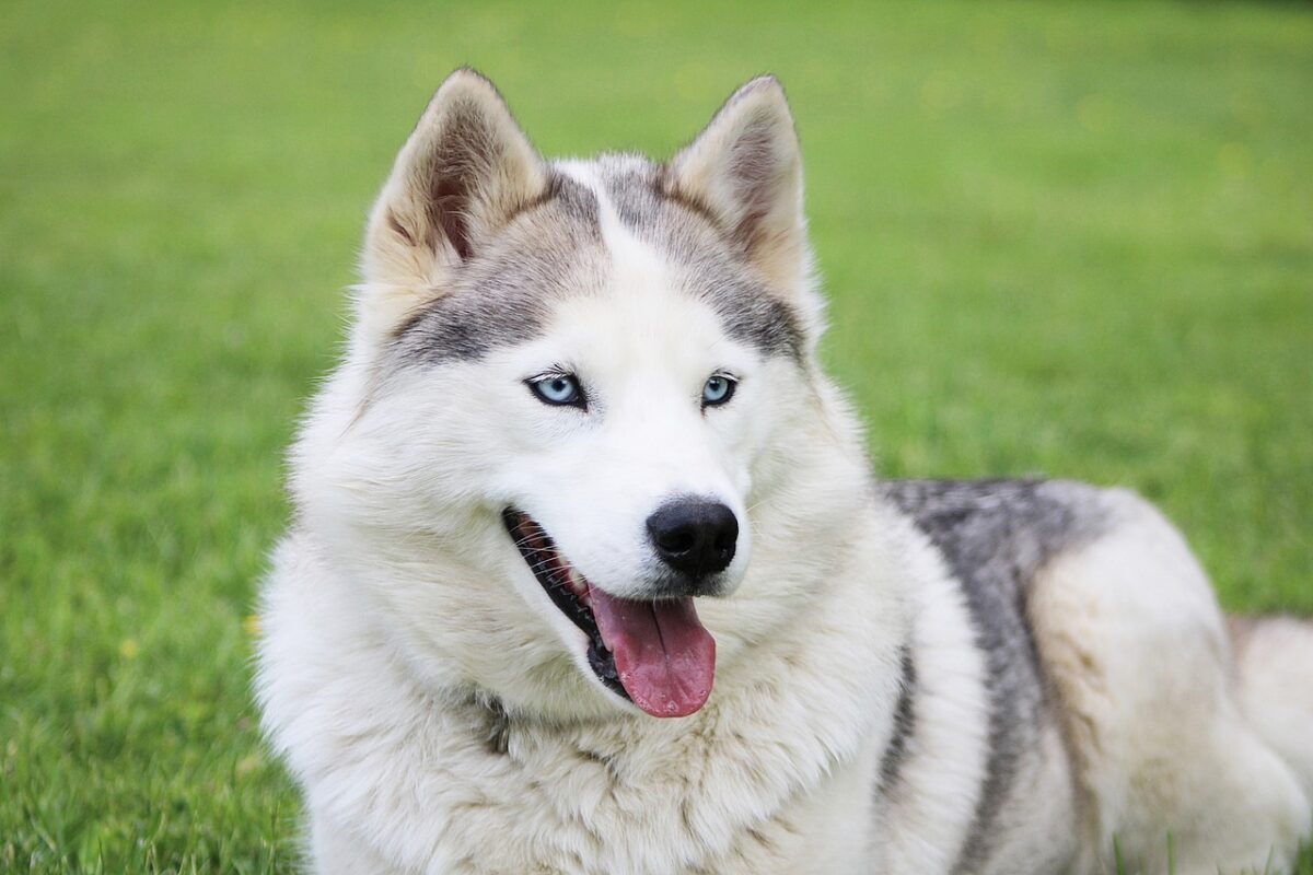 9 Fun Facts You Didn’t Know About Siberian Huskies