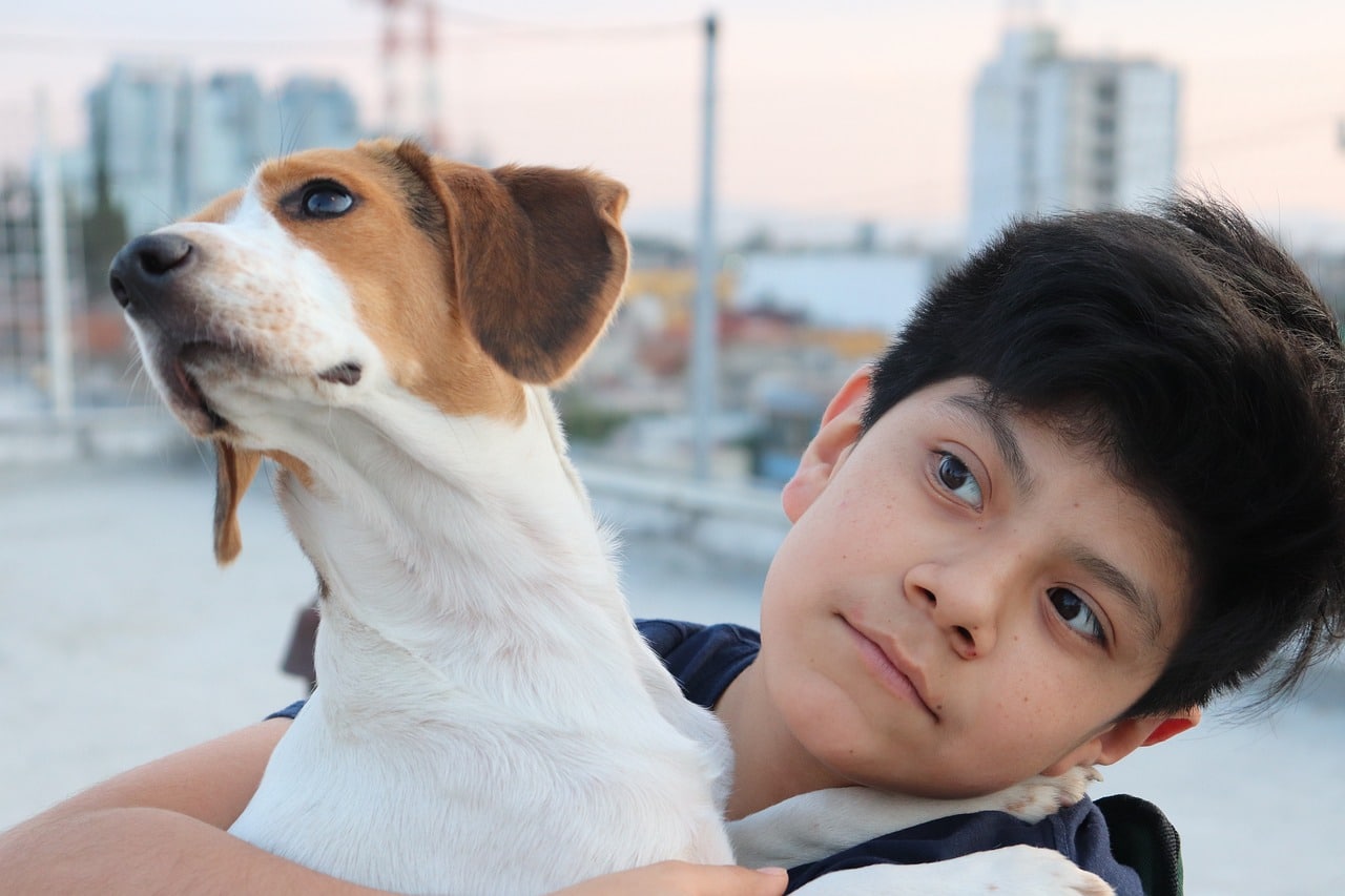 Beagle with a kid