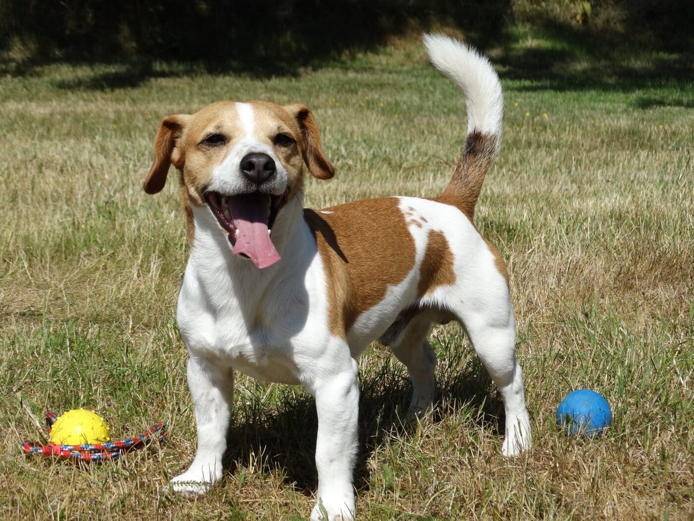 Jack Russell Terrier dog