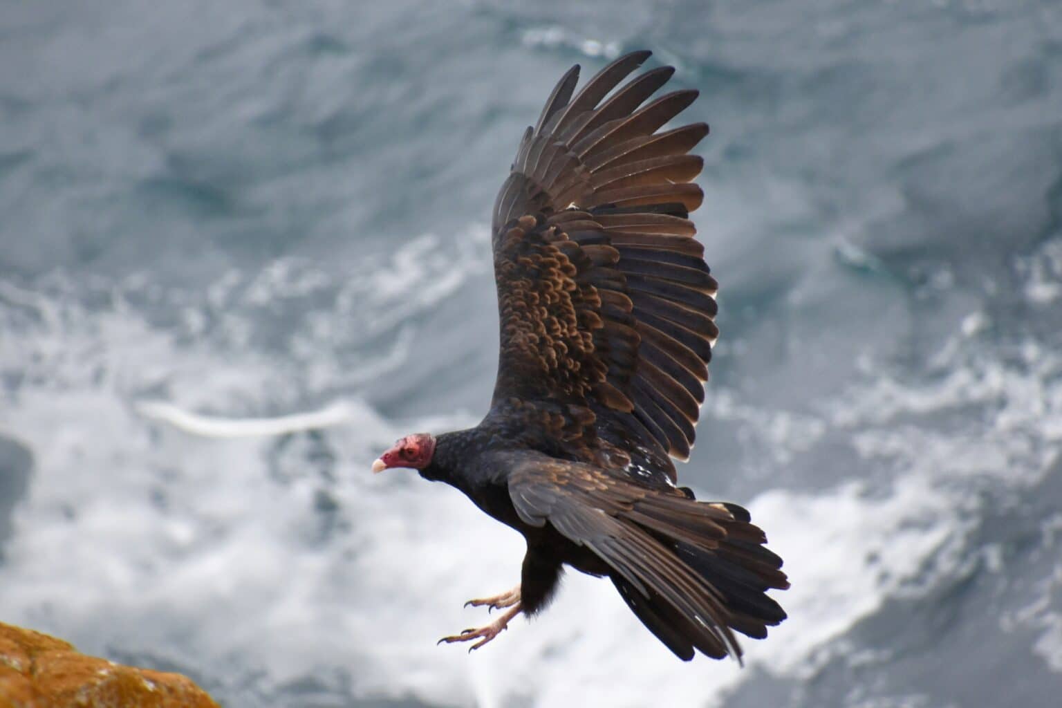 11 Amazing Animals You Can Only Find In North America - iHeartDogs.com