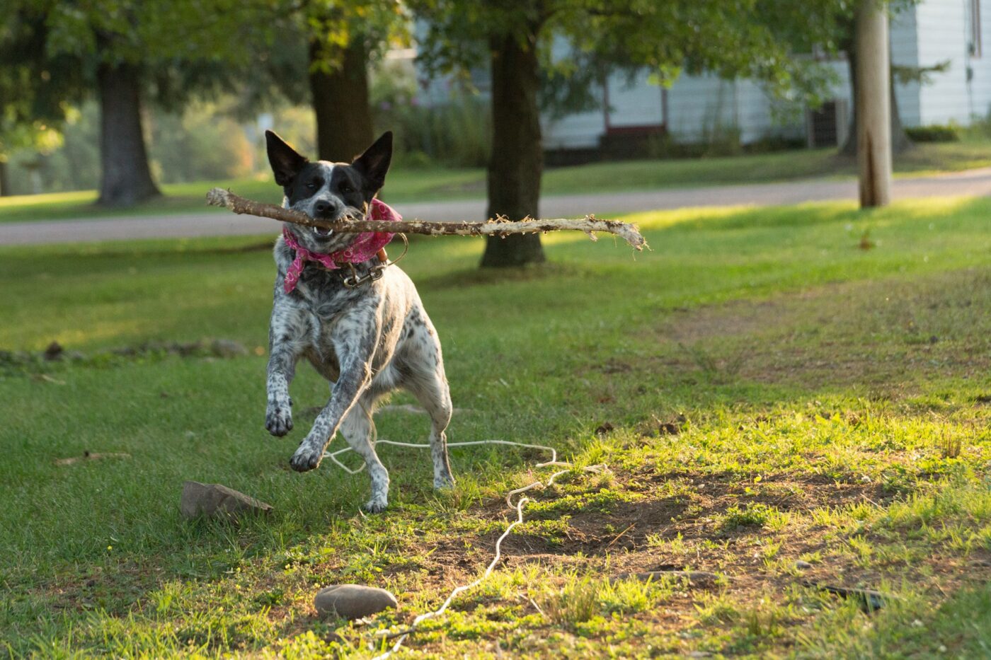 Blue Heeler