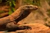 15 Most Fearless Animals on Earth in 2026 - iHeartDogs.com