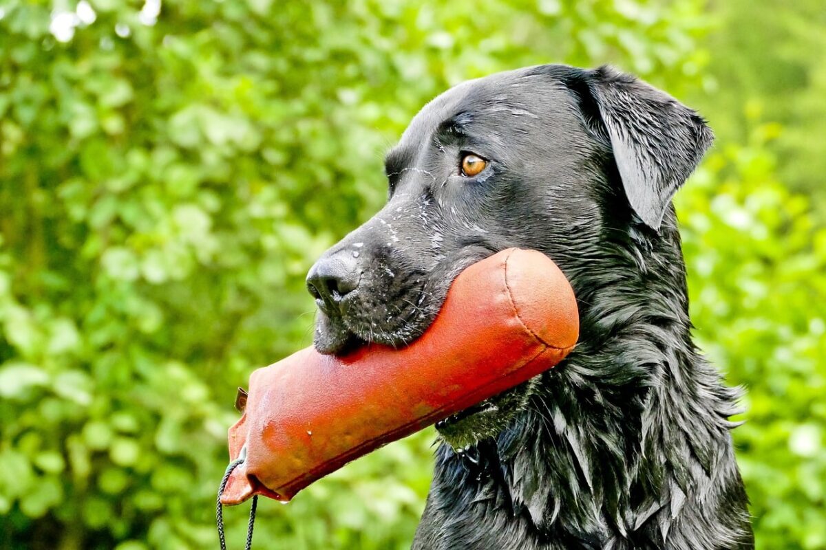 10 Dog Breeds That Love To Fetch (+ 5 That Hate Retrieving) thumbnail