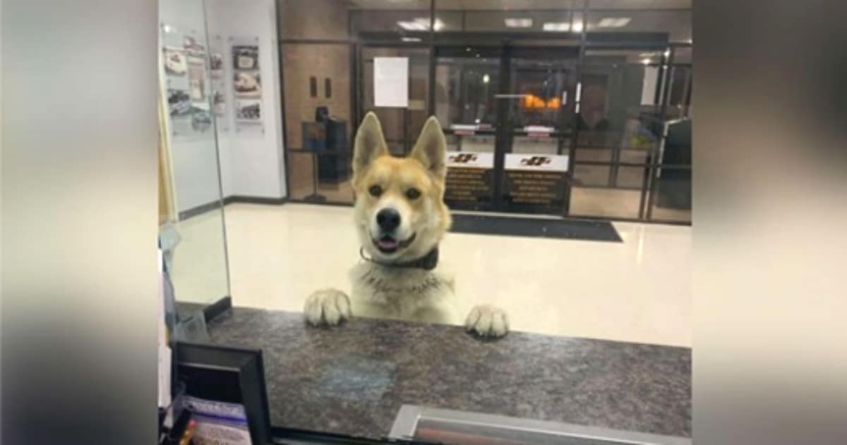 Lost Dog Walks into Police Station Seeking Help to Find His Way Home